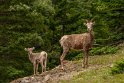 149 Canada, Banff NP, dikhoornschapen